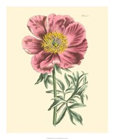 Blushing Peony IV Fine Art Print