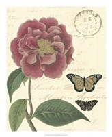 Vintage Floral III Framed Print