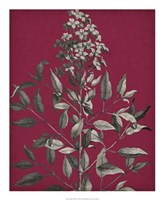 Vivid Chintz IV Fine Art Print