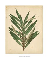 Nature's Greenery I Fine Art Print