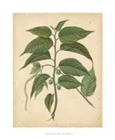 Nature's Greenery II Fine Art Print