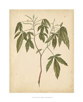 Nature's Greenery VII Fine Art Print