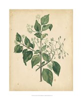 Nature's Greenery VIII Fine Art Print