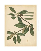 Nature's Greenery X Fine Art Print