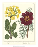 Gardener's Delight II Fine Art Print