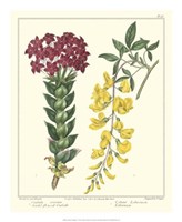 Gardener's Delight V Fine Art Print