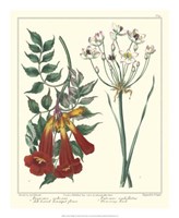 Gardener's Delight VI Fine Art Print