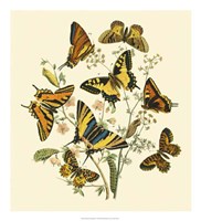 Butterfly Gathering I Fine Art Print