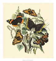 Butterfly Gathering II Fine Art Print
