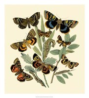 Butterfly Gathering III Fine Art Print