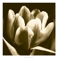 22" x 22" Tulip Photography