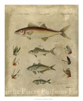 Pisces Composition II Fine Art Print