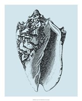Shells on Aqua I Fine Art Print