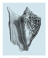 Shells on Aqua IV Fine Art Print