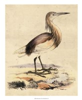 Antique Heron I Fine Art Print