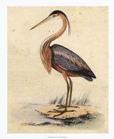 Antique Heron II Fine Art Print