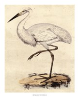 Antique Heron III Fine Art Print