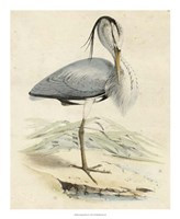 Antique Heron IV Fine Art Print