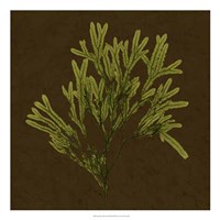Dramatic Kelp I Fine Art Print