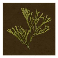 Dramatic Kelp II Fine Art Print