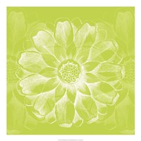 Chromatic Rosette II Fine Art Print
