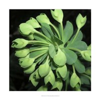 Succulence I Framed Print