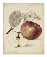 Harvest Apples II Fine Art Print