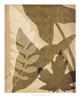 Pressed Leaf Assemblage I Fine Art Print