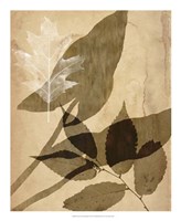 Pressed Leaf Assemblage II Fine Art Print
