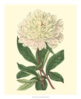 Chinese Peony Fine Art Print