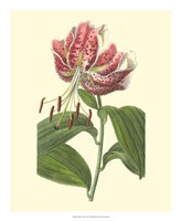 Japanese Lily Fine Art Print