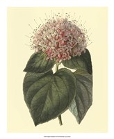 Fragrant Clerodendron Fine Art Print