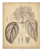 Vintage Curtis Botanical I Fine Art Print