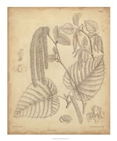 Vintage Curtis Botanical II Fine Art Print