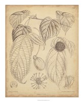 Vintage Curtis Botanical III Fine Art Print