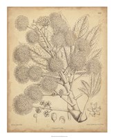 Vintage Curtis Botanical IV Fine Art Print