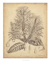 Vintage Curtis Botanical V Fine Art Print