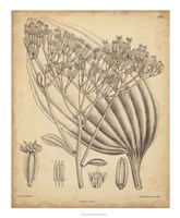 Vintage Curtis Botanical VI Fine Art Print
