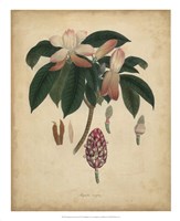 Botanical I Fine Art Print