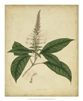 Botanical II Fine Art Print