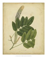 Botanical III Fine Art Print