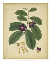 Botanical IV Fine Art Print