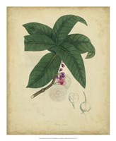 Botanical V Fine Art Print