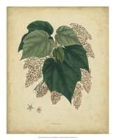Botanical VII Fine Art Print