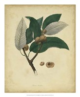 Botanical VIII Fine Art Print