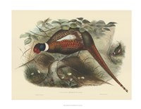 Pheasants II Fine Art Print