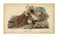 Audubon Ruffed Grouse Fine Art Print