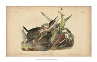 Audubon Green Heron Fine Art Print