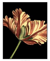 Vibrant Tulips I Fine Art Print