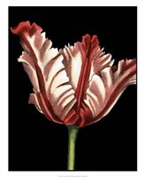 Vibrant Tulips II Fine Art Print